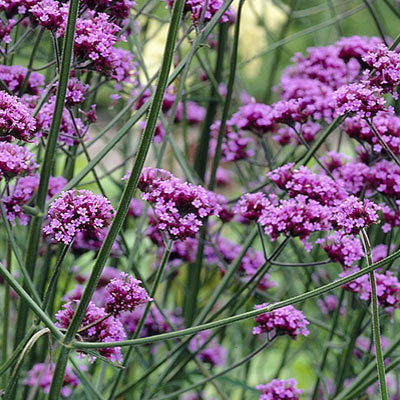 شاهپسند ارغوانی